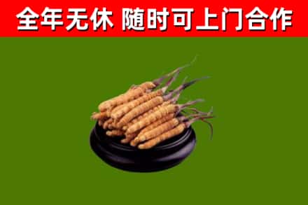 明山烟酒回收冬虫夏草.jpg